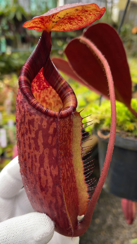 N. peltata x ephippiata - assorted clones