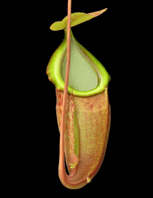 N. spathulata x glabrata – assorted clones