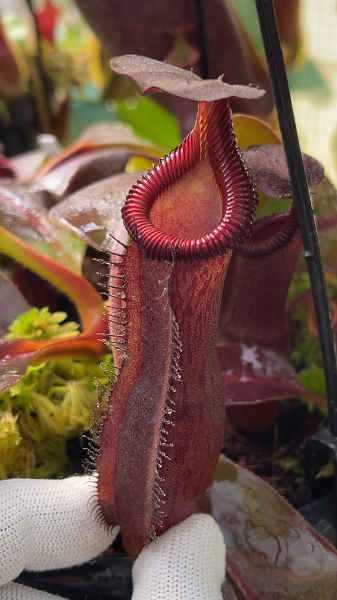 N. {[(lowii x veitchii) x boschiana] x [(veitchii x maxima) x veitchii]} x edwardsiana - clone # 3