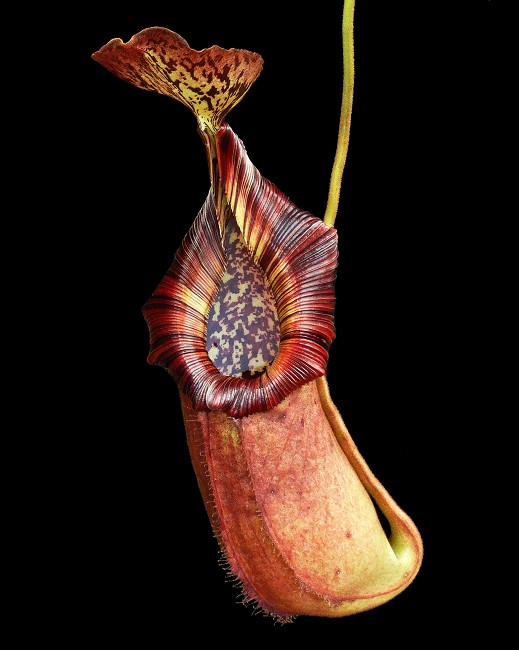 N. robcantleyi x (burbidgeae x edwardsiana) – assorted clones