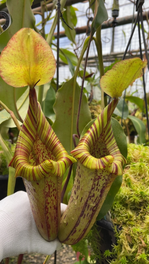 N. platychila x robcantleyi - assorted clones