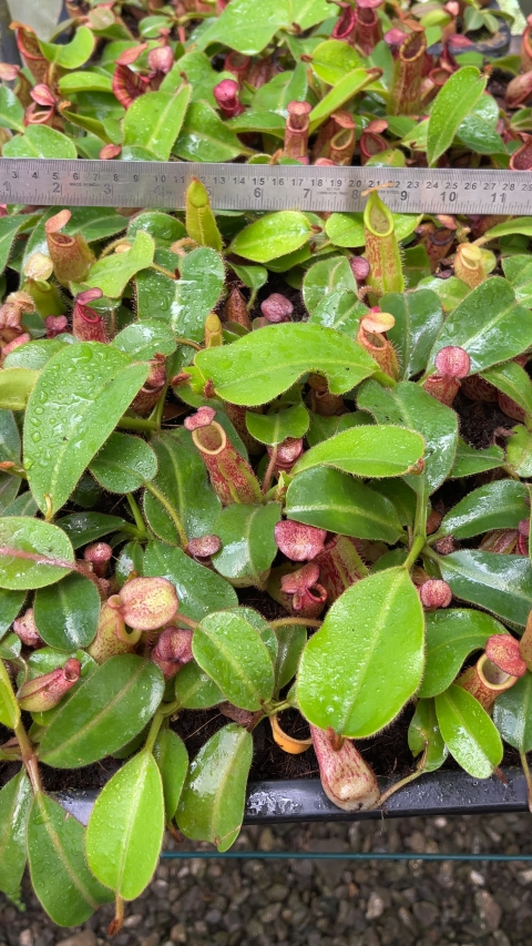 N. petiolata x veitchii - assorted clones
