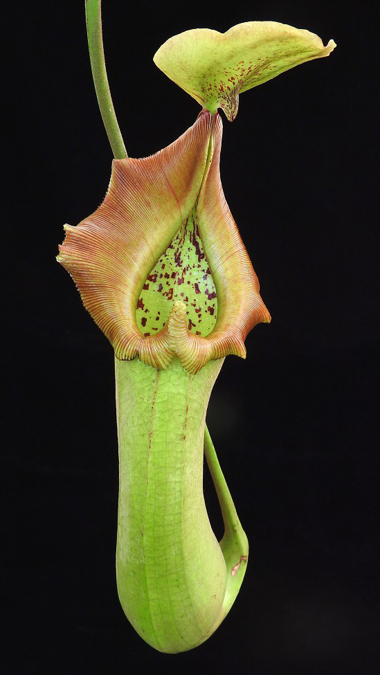 N. truncata – Pasian Highland