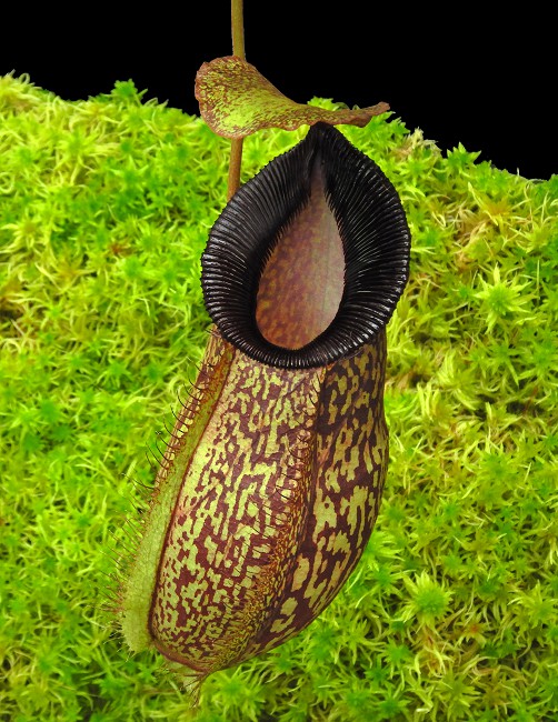 N. (aristolochioides x spectabilis) x hamata ‘Lumut’