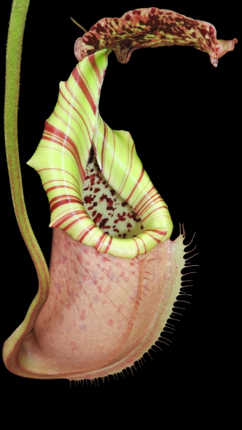 N. burbidgeae x veitchii