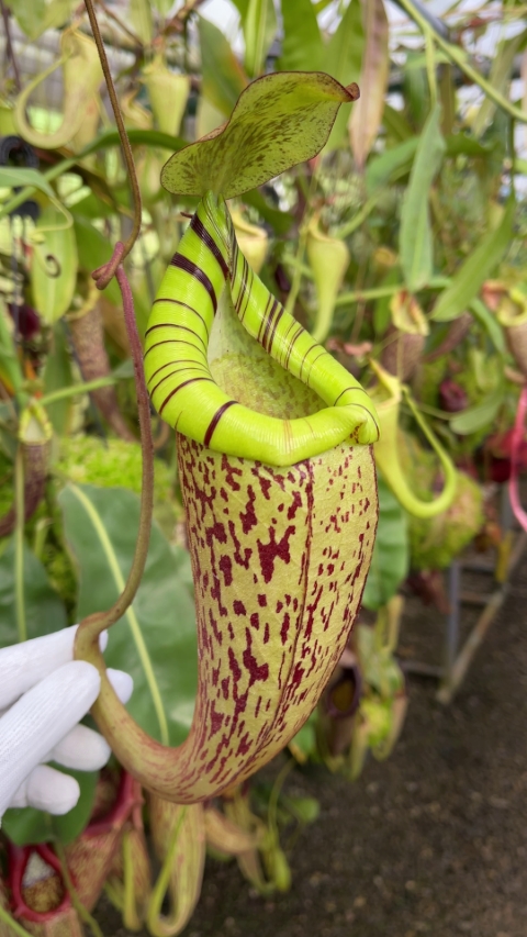 N. spectabilis x platychila – best selected clone