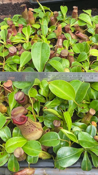 N. ventricosa x robcantleyi – assorted clones