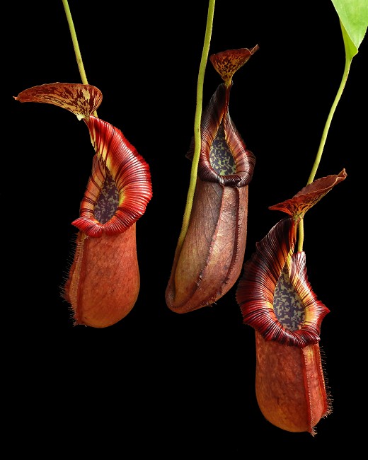 N. robcantleyi x (burbidgeae x edwardsiana) – assorted clones