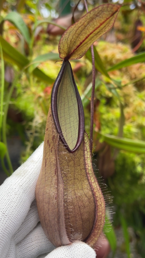 N. tentaculata – selected clone