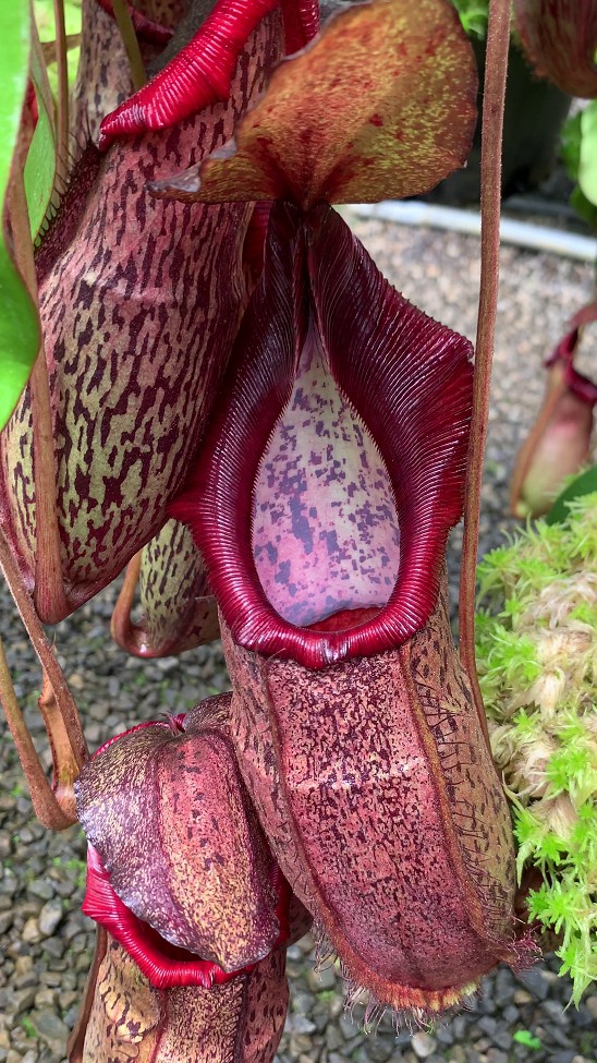N. spathulata x spectabilis – assorted clones