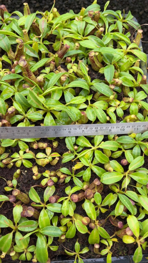 N. copelandii - assorted clones