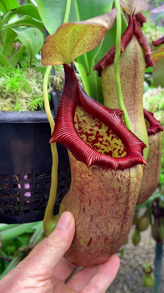 N. ventricosa x robcantleyi – assorted clones