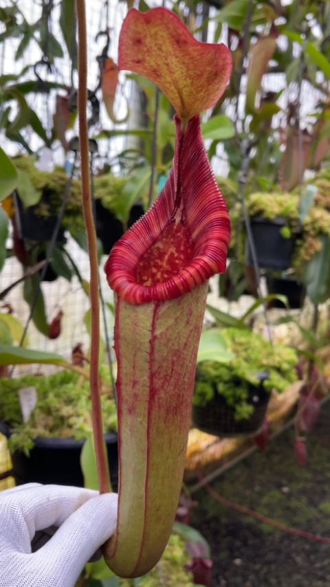 N. (veitchii x lowii) x (burbidgeae x edwardsiana) - assorted clones