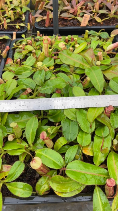 N. rajah x (chaniana x veitchii)