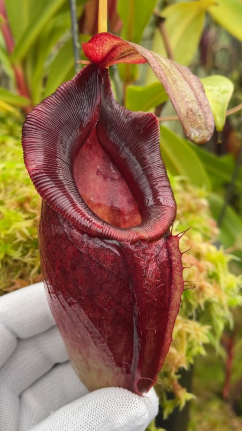 N. spathulata x dubia – assorted clones