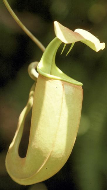 N. bicalcarata - Brunei orange - selected clone