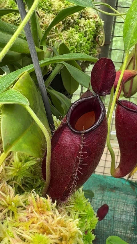 N. ampullaria x aristolochioides – selected red clones