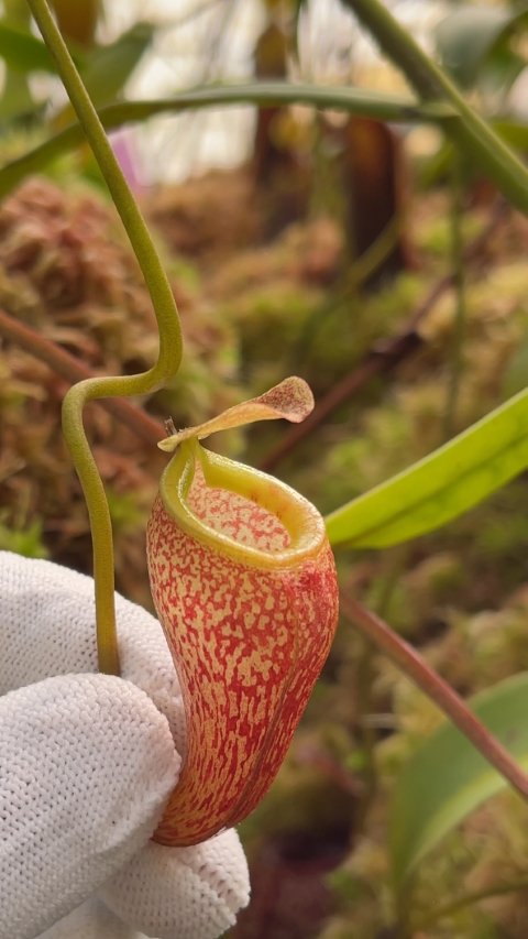 N. talangensis – assorted clones