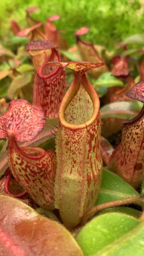 N. klossii x veitchii