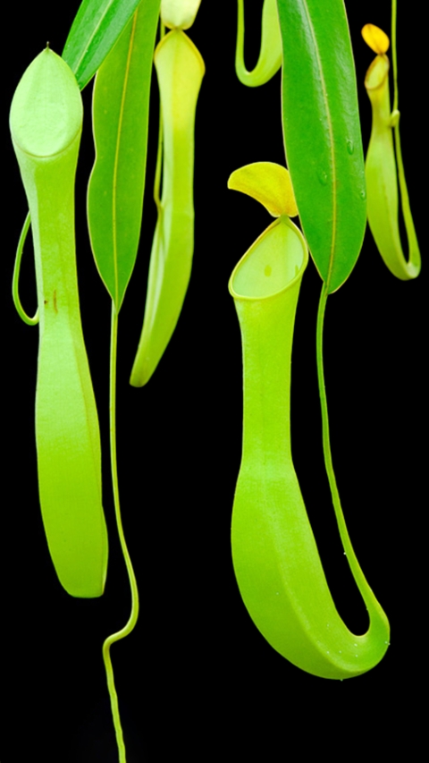 N. reinwardtiana – assorted clones