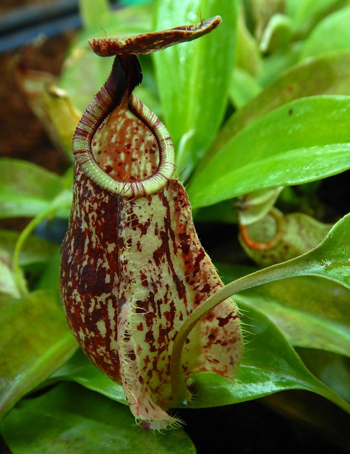 N. rafflesiana ‘Kalimantan’ - assorted clones