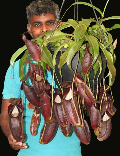 N. spathulata x gymnamphora – best selected clone