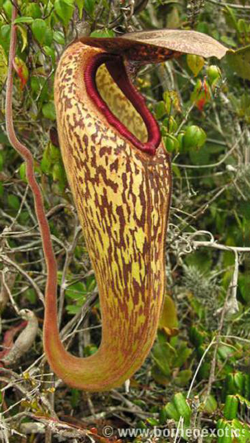 N. klossii - confirmed true clone