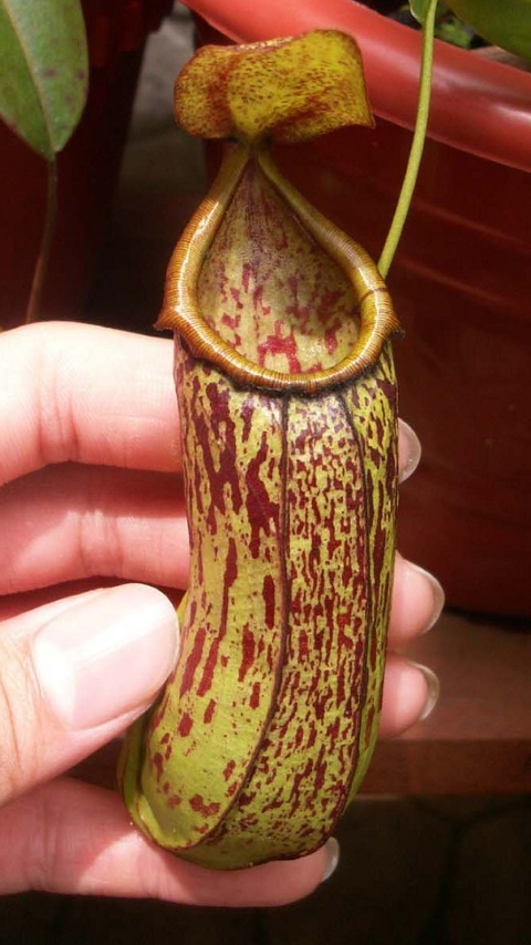 N. biak - selected clone