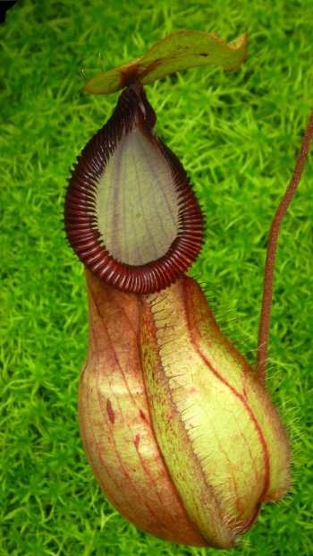 N. ‘Viking’ x hamata – assorted clones