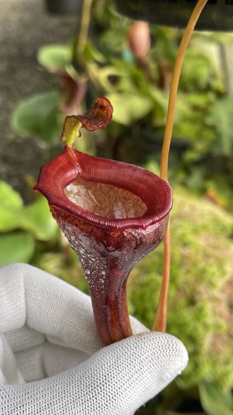 N. jamban – grex # 1 – two selected clones