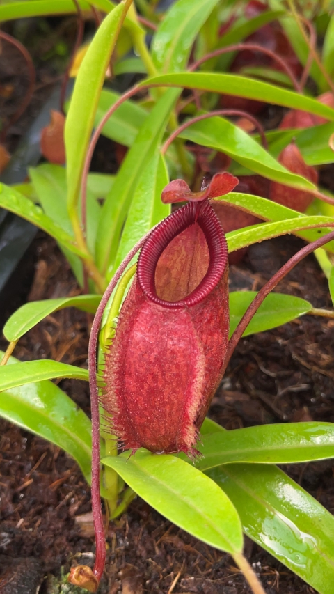 N. aristolochioides x diabolica - assorted clones from cuttings