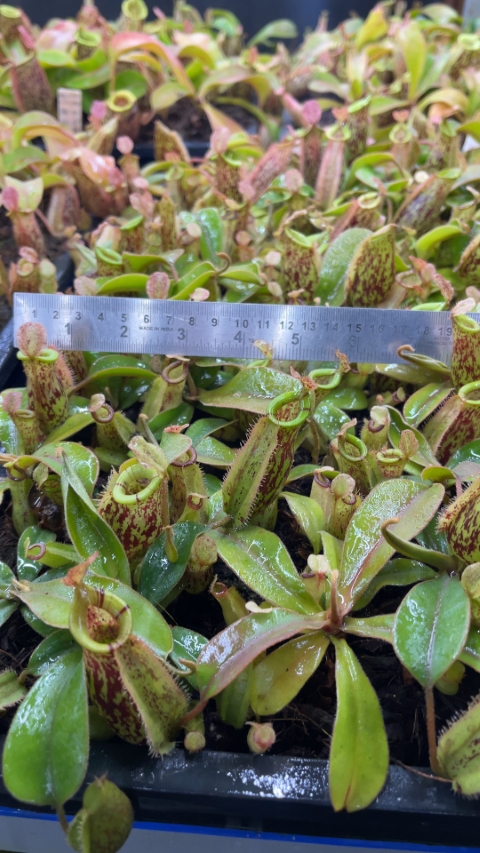 N. ampullaria x (veitchii x lowii) – selected clone