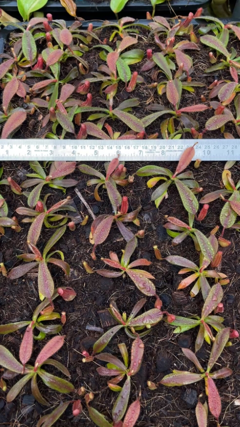 N. (veitchii x platychila) x veitchii – best selected clone