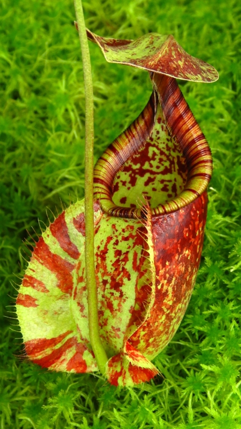 N. rafflesiana - Brunei - selected clone