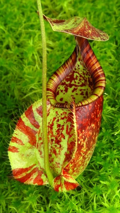 N. rafflesiana - Brunei - selected clone