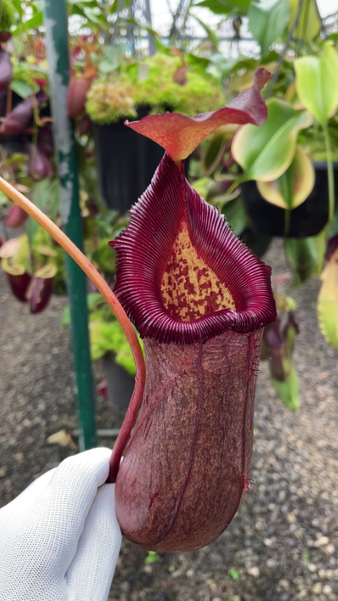 N. (ventricosa x sibuyanensis) x robcantleyi – assorted clones