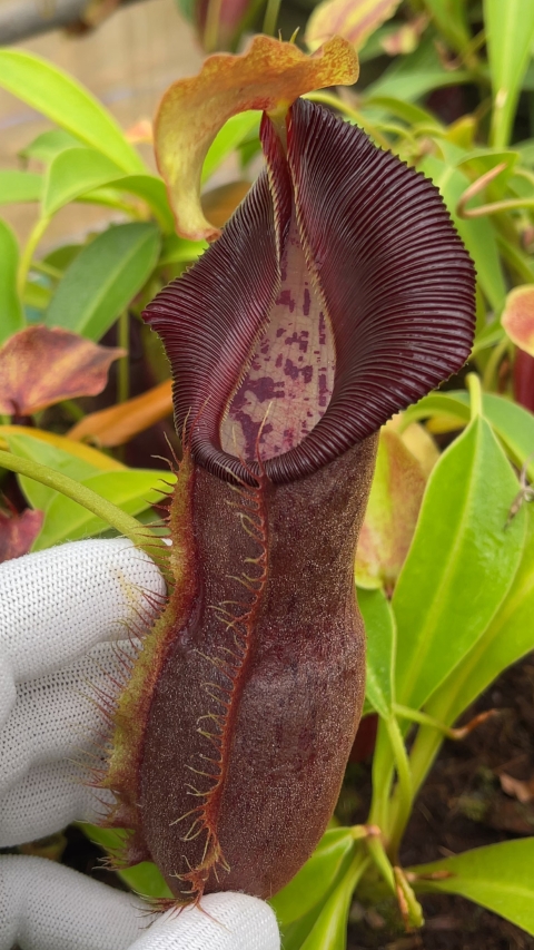 N. spathulata x singalana – assorted clones