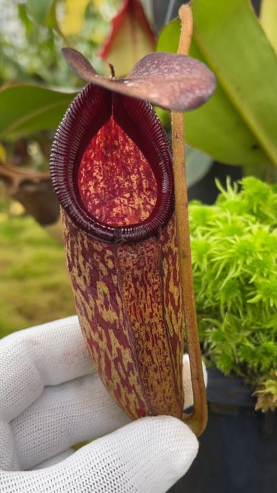 N. rajah x klossii