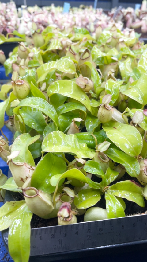 N. bicalcarata x ampullaria – selected clone