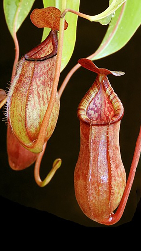 N. petiolata x (lowii x tentaculata) – assorted clones