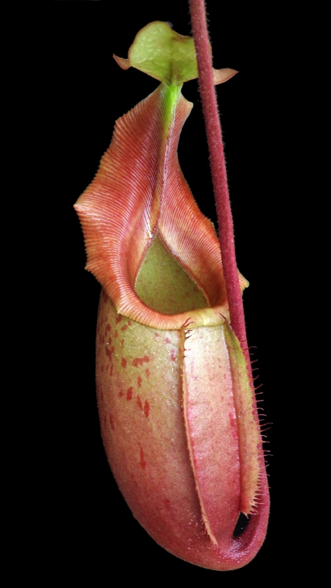 N. veitchii x mira - assorted clones