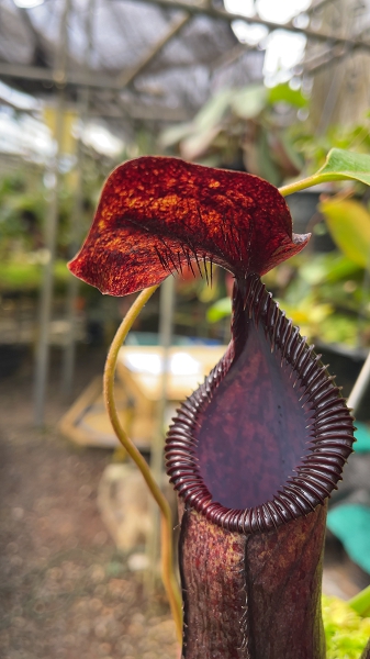 N. hamata x lowii - assorted clones