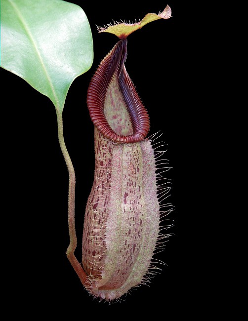 N. hamata x robcantleyi – assorted clones