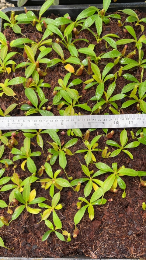 N. boschiana x lowii