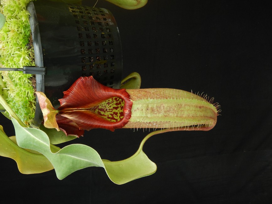 N. robcantleyi x veitchii - assorted clones