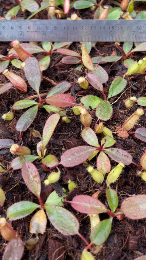 N. peltata – best selected clone