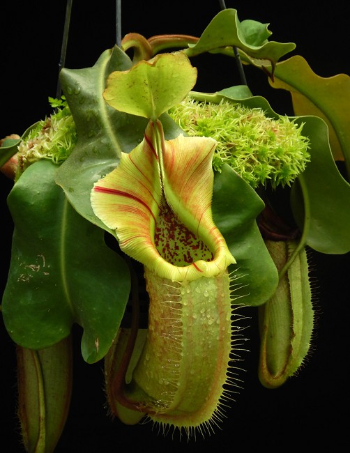 N. robcantleyi x veitchii - assorted clones