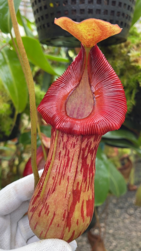 N. burkei x (burbidgeae x edwardsiana) - assorted clones