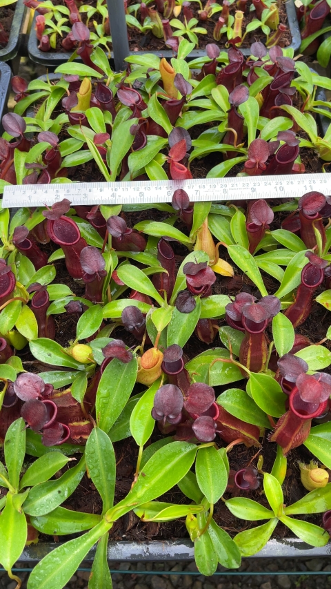 N. spathulata x tobaica - selected clone