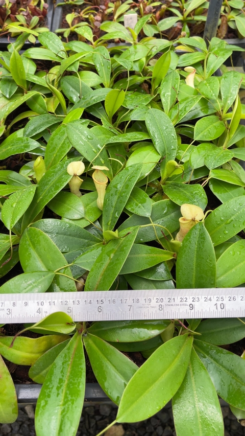 N. merrilliana x campanulata